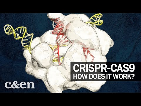 The 2020 Nobel Prize in Chemistry: How CRISPR-Cas9 works