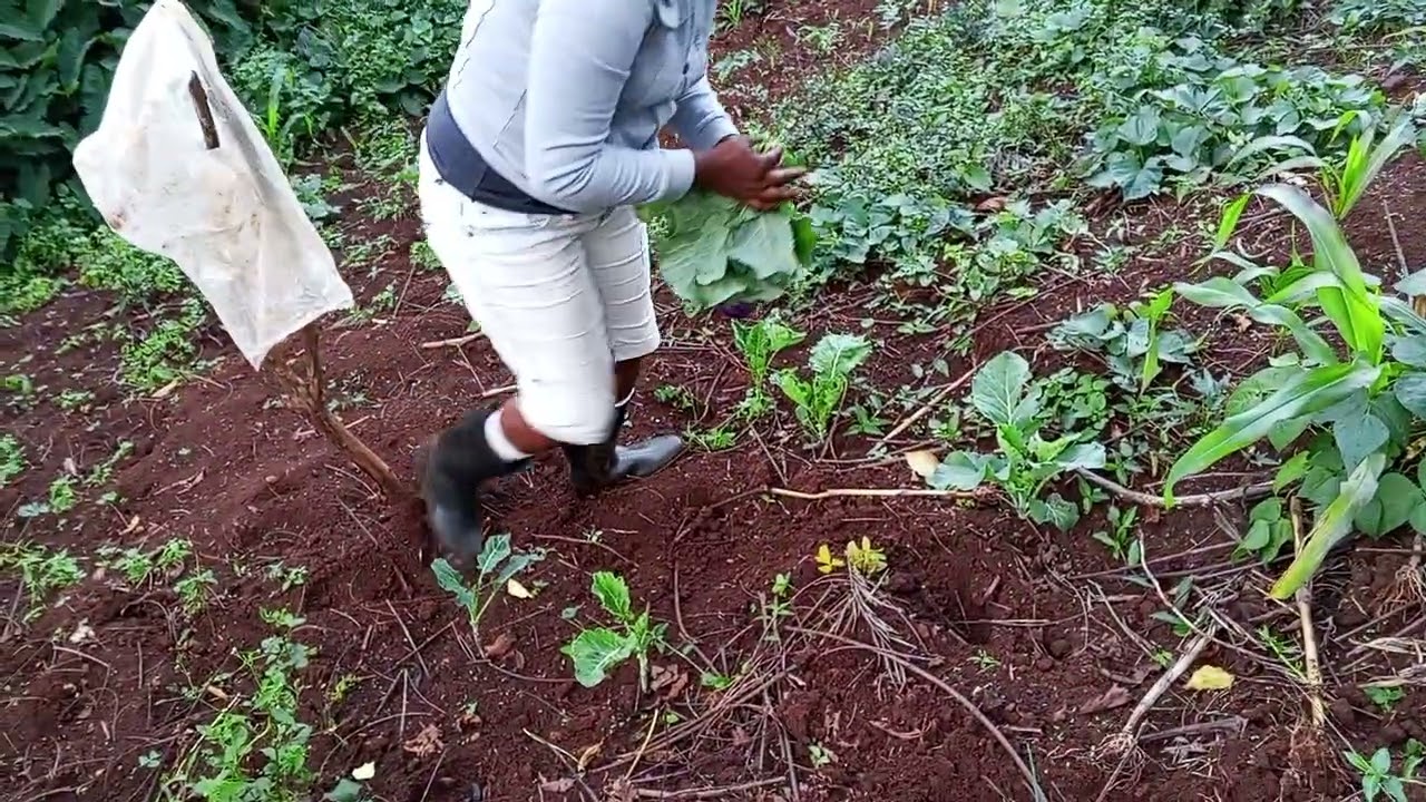 Life in the Village: The Beauty and Benefits of Traditional Farming”