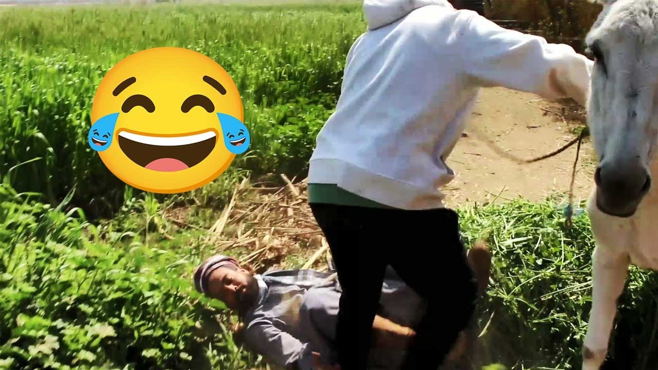 الحاج صديق وقع من فوق حمارة البرسيم هتضحك من قلبك😭😭