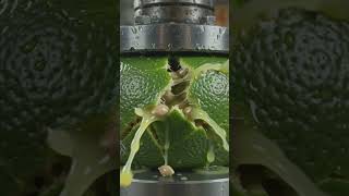 lemon on hydrolic pressure #hydrolicpress #trending #viral #cruser #1million #1millionviews #cruse