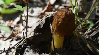 Сморчковая шапочка Первые весенние грибы