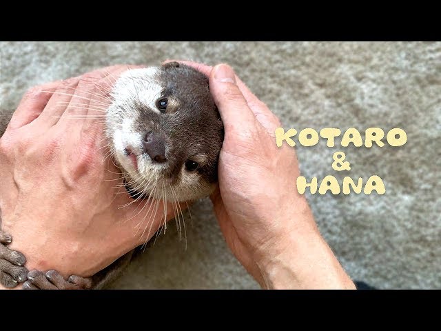 カワウソコタローとハナ　父ちゃんの手が好きすぎるハナ　Otter Kotaro&Hana She Loves Hugging Dads Arm