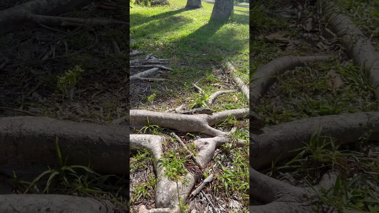 Wild Florida rock iguana 🦎 😱 
