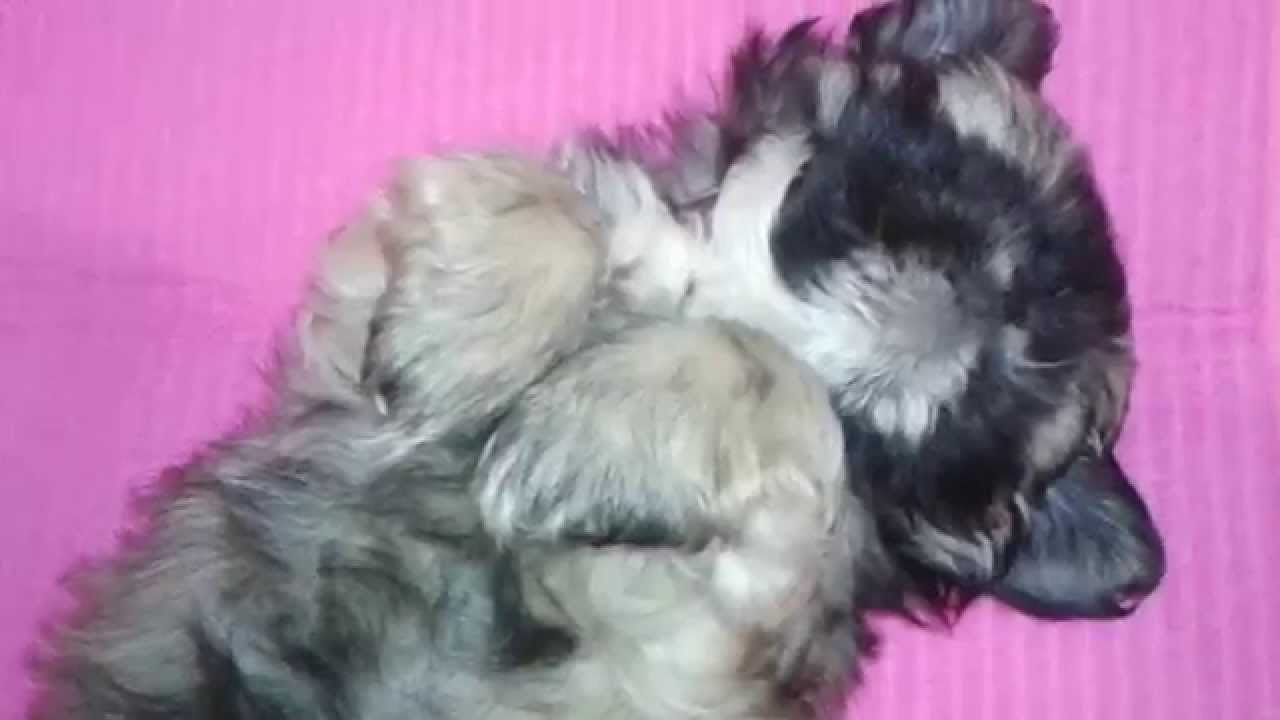 How To Groom Shih Tzu Puppy - 10 Weeks Old - Face Cleaning