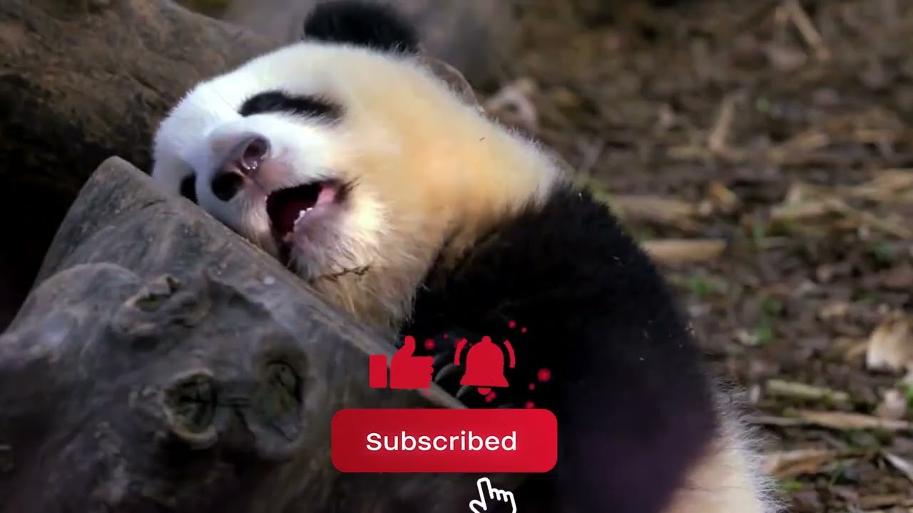Chengdu Panda Breeding Center