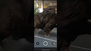 Arcademy - Flutter Ar Project