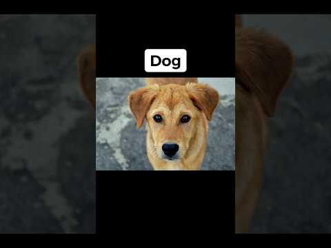 Worst Ways Animals Have Died 😱 Compilation (Part 3) #ytshorts