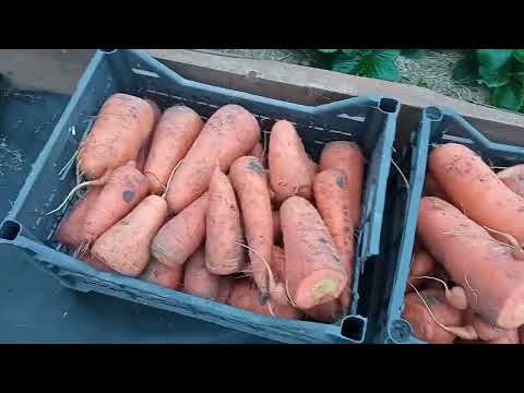 УРОЖАЙ МОРКОВИ//ТОМАТЫ