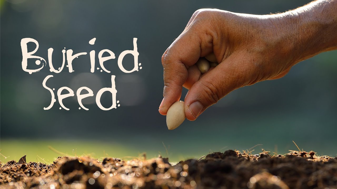 Buried Seed - YouTube