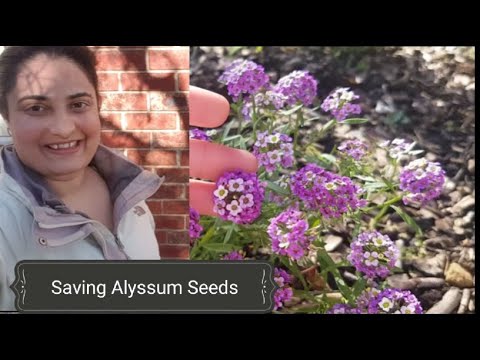 Cara panen / save alyssum biji bunga