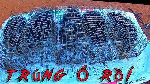 Bẫy Chuột Cống Nhum Khổng Lồ Ngoài Đồng Hoang Trúng Ổ | Xinh Cá Miền Tây