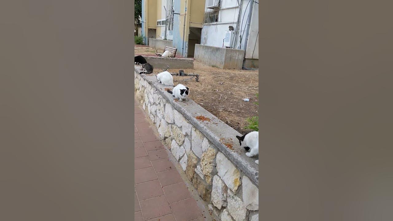 Голодные уличные кошки кушают еду 😻 Милые животные 🐆 Hungry stray cats ...
