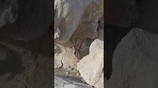 Bezoar Ibex Goat on an Inaccessible Cliff! #Ibex #animals
