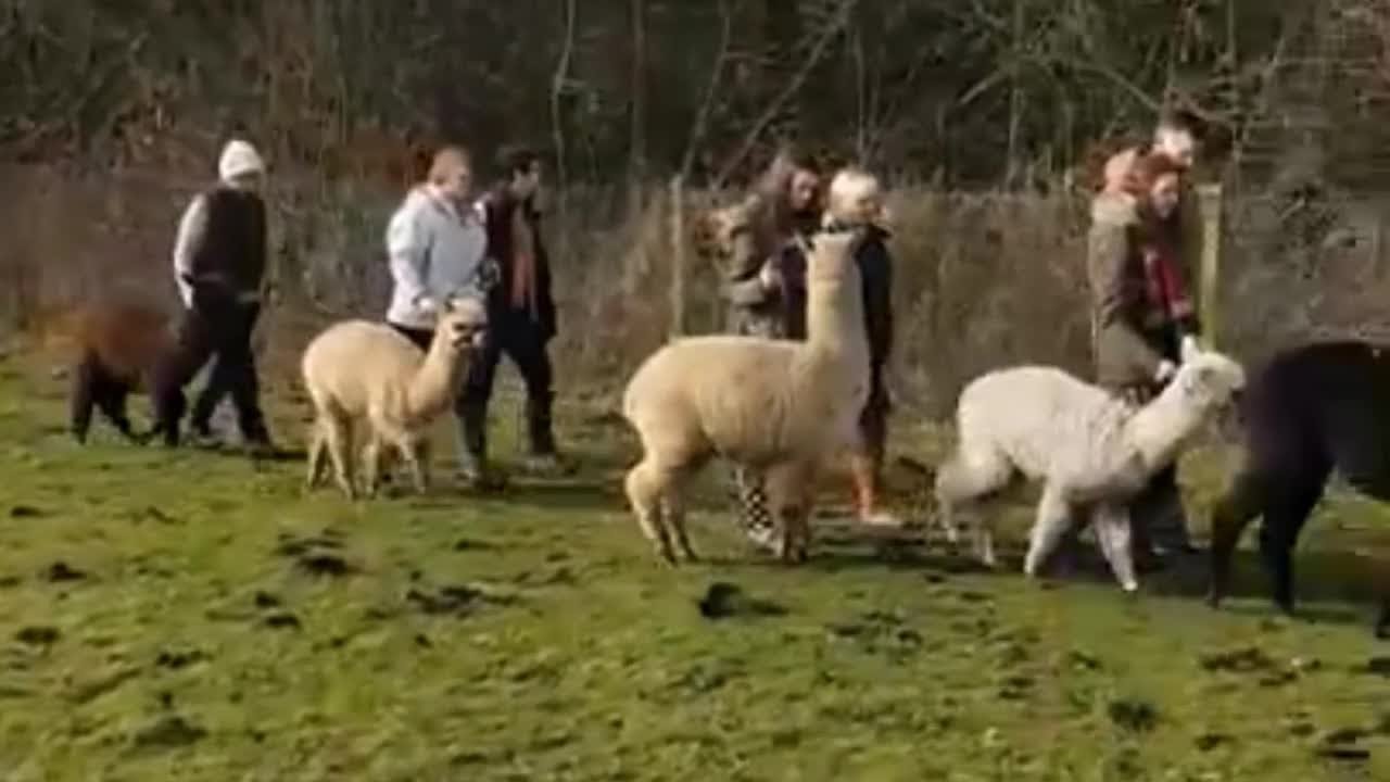 Alpaca Walking Brook at Hensting Alpacas 07876234399 Alpaca Walking Brook