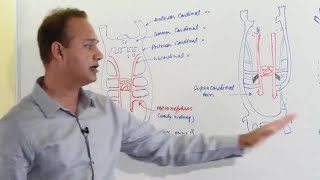 Inferior Vena Cava Development - Embryology