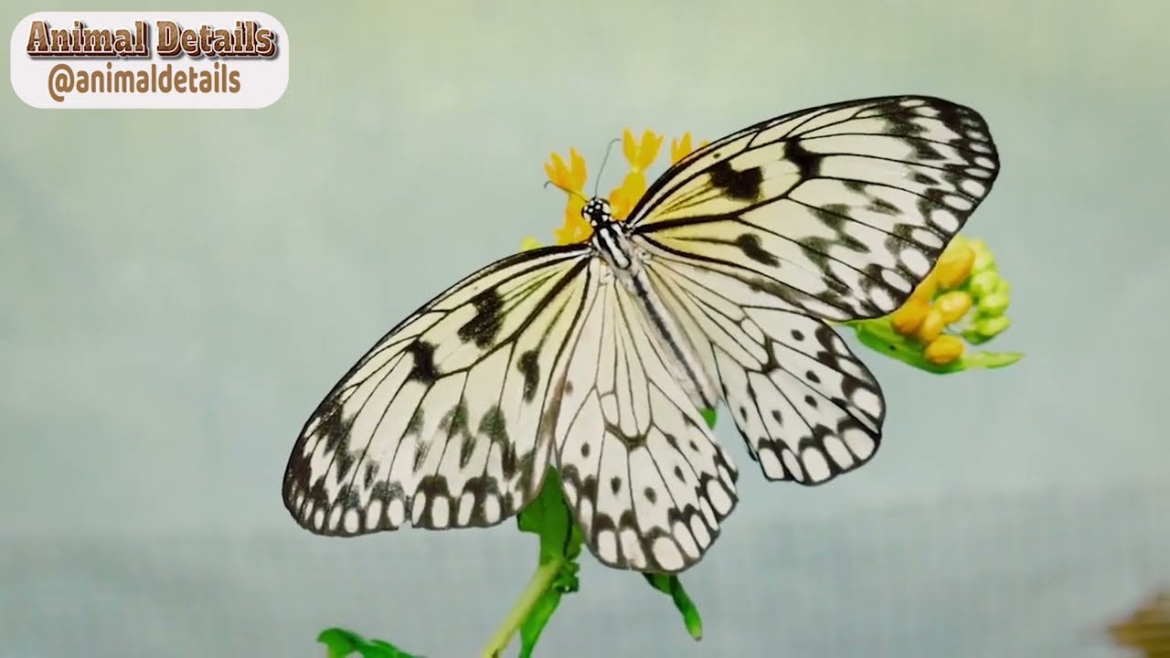 Butterfly - Most Beautiful Butterflies on Planet Earth