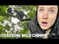 Uganda vlog wild chimpanzees in uganda underrated african travel destination  ugandatravelvlog