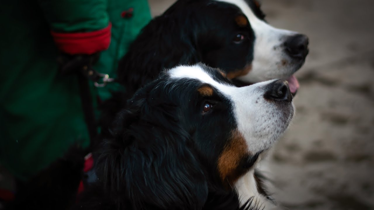bernese mountain dog parade