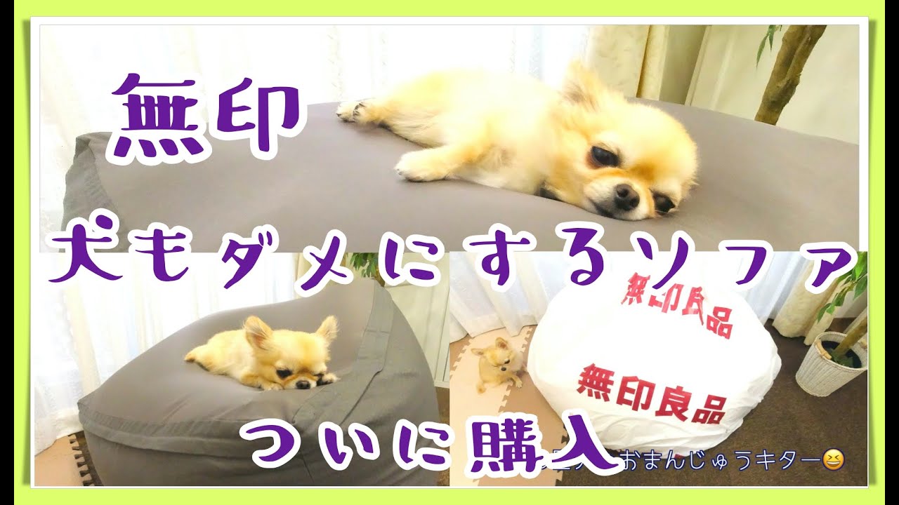 犬猫ペット フローリング滑り止め対策 ニトリタイルカーペットを敷いてみた Dog Cat Pet Flooring Anti Slip Nitori Tile Carpet Youtube
