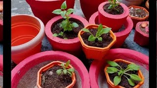 सर्दियों के पौधों के लिए ऐसे गमलों का चुनाव करें ।। Choose this type of pots for winter plants ll