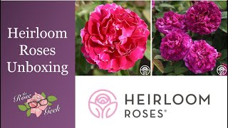 🌹 Heirloom Roses Unboxing / Own Root Potted Roses