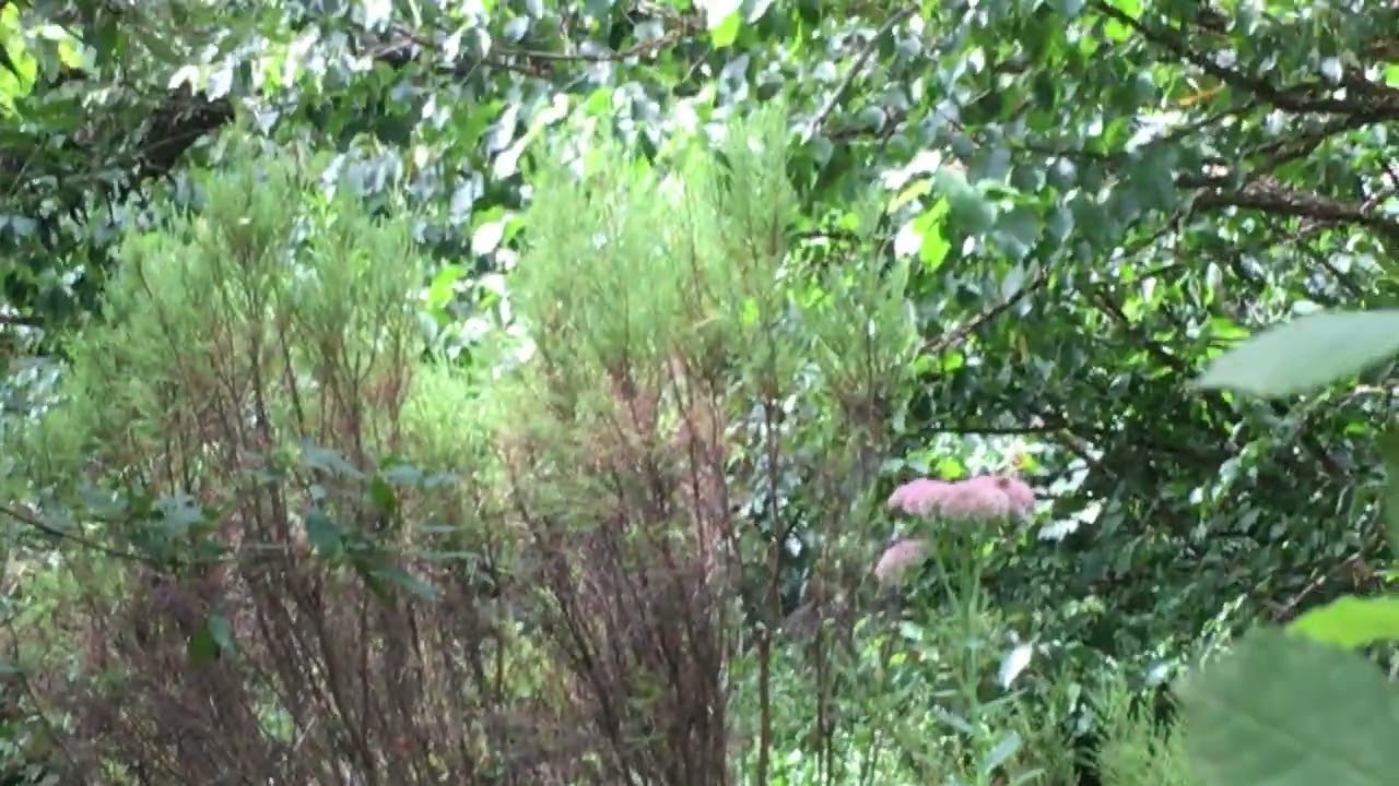 Lots of birds singing. Thornbills and wrens. Kyneton. 27th Feb 2022.