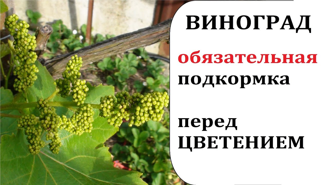 Чем удобрять виноград весной. Подкормка винограда. Удобрение для винограда. Подкармливать виноград. Удобрение виноградников.