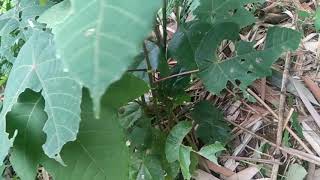 12 Tembang Lawas Doel Sumbangu0026nini Carlinarindu Aku Rindu Kamukalo Bulan Bisa Ngomong