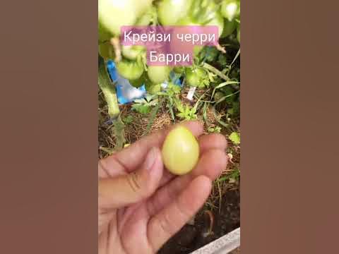 Томат Сумасшедшие вишни Барри (Крейзи черри Барри) - YouTube
