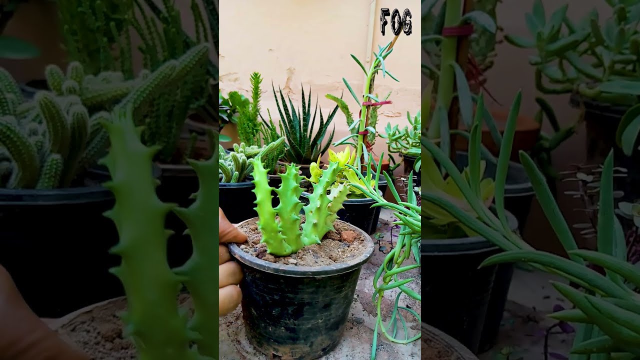 Caralluma Umbellata | Cactus | Succulent | Chong | Repotting | 