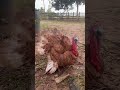Pavo de granja #granja