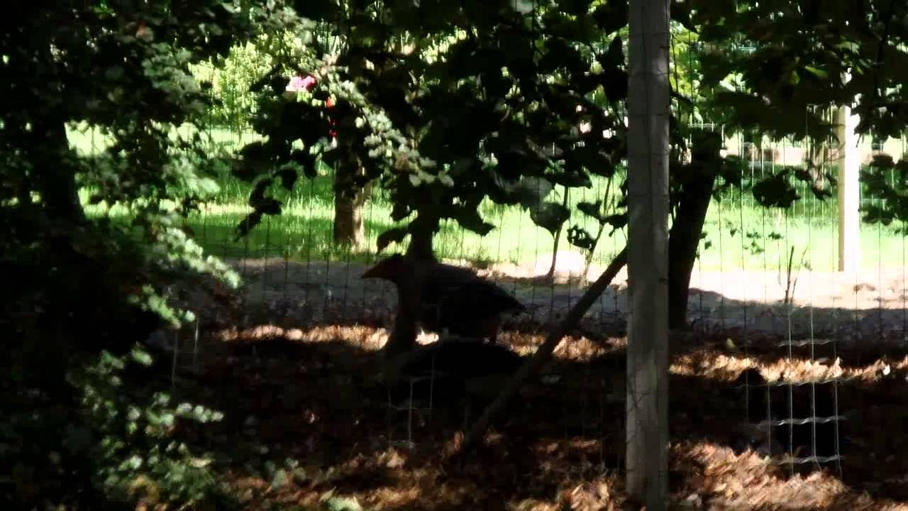 Во французском замке с Germain's Brown Flake