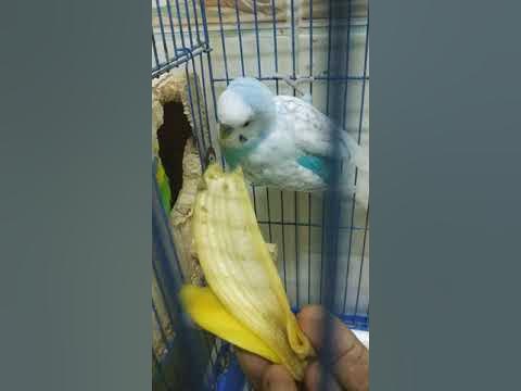 Big fight between Budgies/Love birds for banana.Rare Video.
