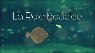 Les Pees Vidéos De La Ferme Marine La Raie Bouclée
