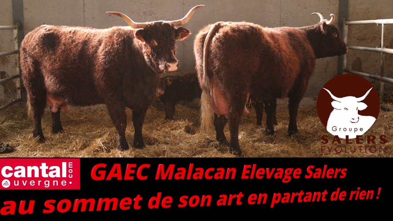 GAEC Malacan -Elevage Salers, l'amour et la passion des animaux au cœur de sa réussite.