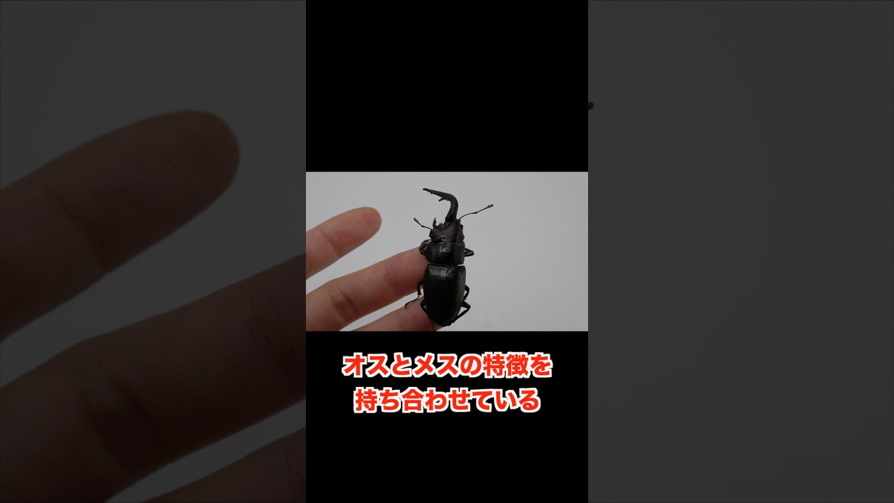 オスとメス半々の体を持つクワガタの行動がヤバすぎた