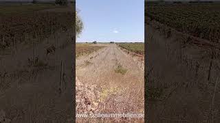 Landwirtschaftliches Grundstück im Hinterland von Mazara del Vallo / Sizilien