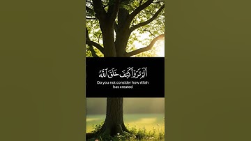 القران الكريم ياسر الدوسري صوت عذب وجميل #القرآن_الكريم #اكسبلور #المصحف #القرآن #راحة_نفسية