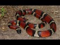 MEXICAN MILK SNAKE #Lampropeltis triangulum annulata