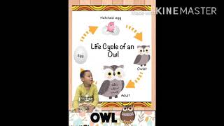 Life cycle of owl