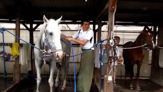 【競馬】第二のストーリー / 皐月賞で騎乗した的場均元騎手 サクラスーパーオーへの思いを語る - netkeiba.com