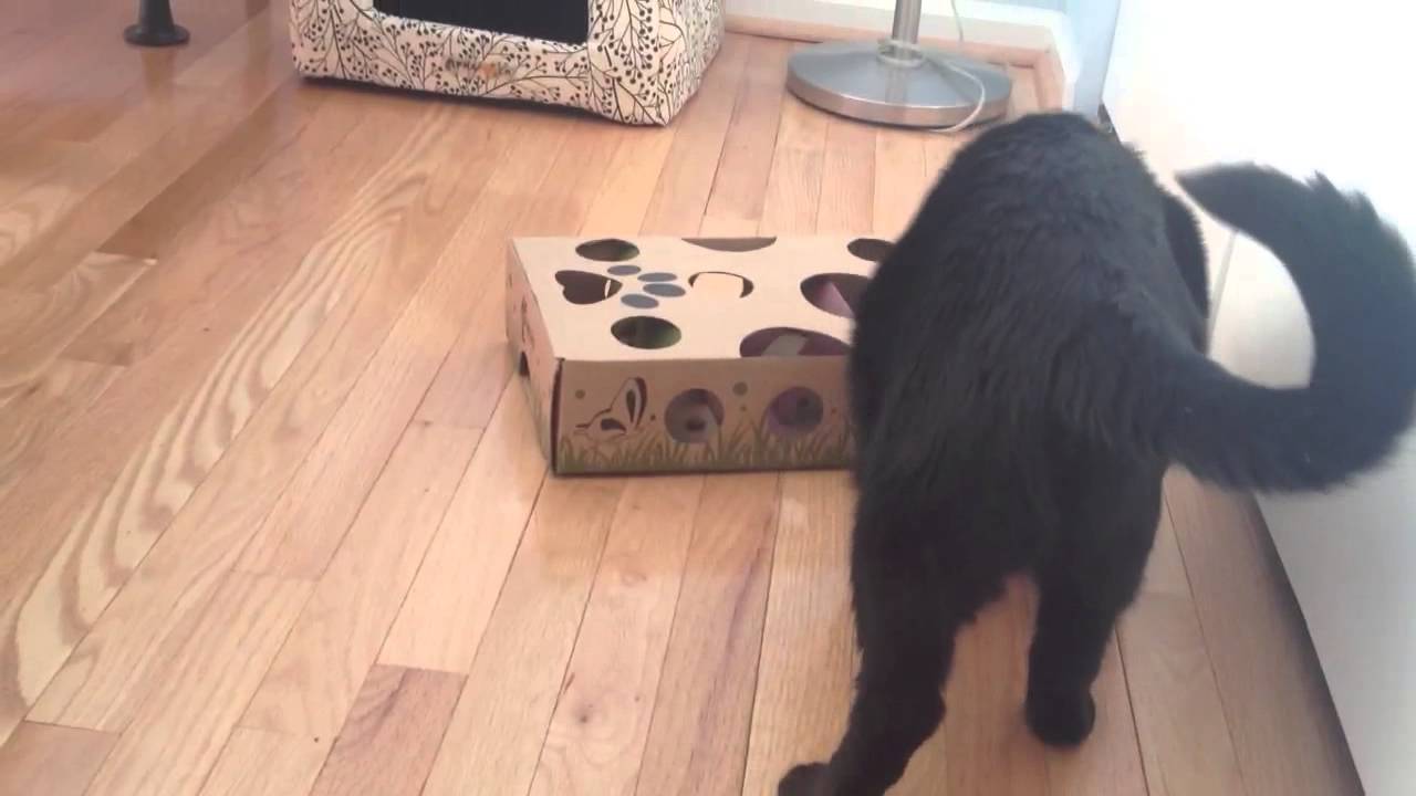 Cat Amazing Toy product review, video 6