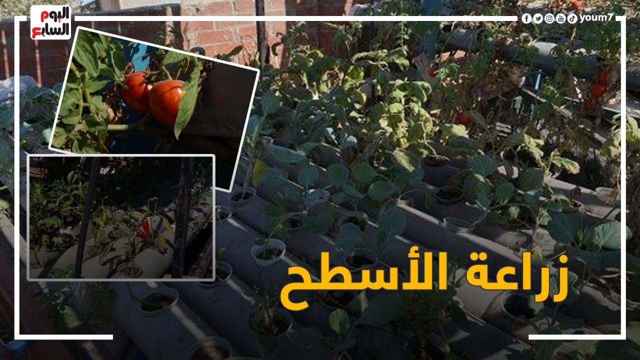 عايزنها تبقي خضرا     شاهد زراعة الأسطح على منازل قرية الشيخ عون