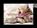 Kitten sounds