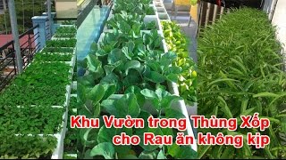 Khu Vườn trong Thùng Xốp cho Rau ăn không kịp