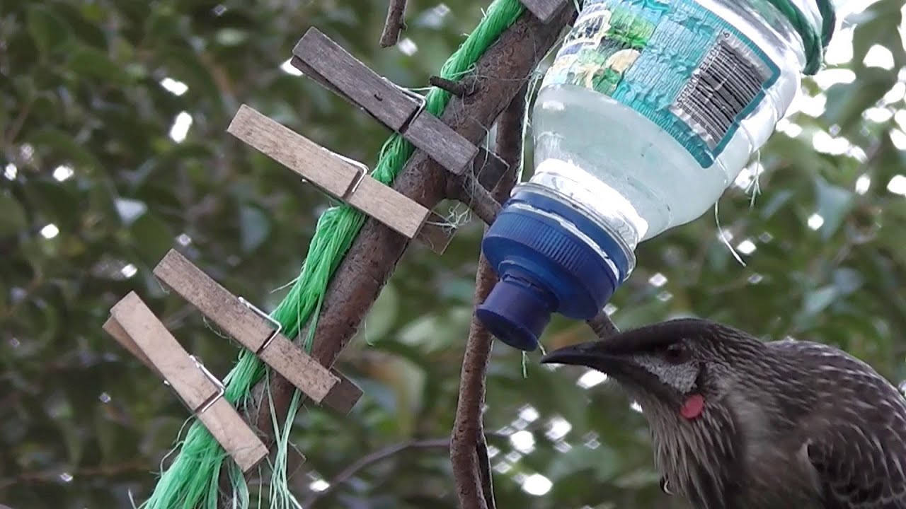 Red Wattlebird Sucking Syrup 