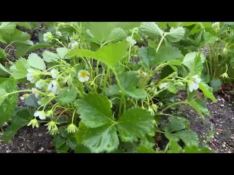 Video: Garden strawberry (strawberry) Mara de Bois: tshuaj xyuas, ntau yam piav qhia, duab