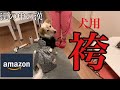 【犬の洋服】愛犬にAmazonで袴買ってみた！お正月に大活躍