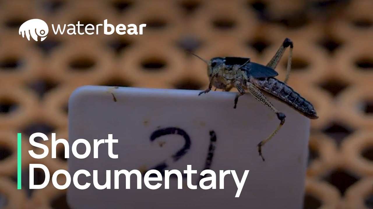 A Meatless Future Short Documentary WaterBear YouTube