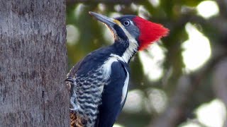 Pica-pau-de-banda-branca - Dryocopus lineatus - Lineated Woodpecker